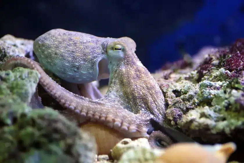 Sealife Aquarium - Wellness Journey at Premier Fitness Camp
